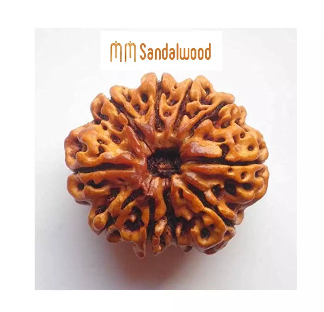 Original 9 Face Rudraksha