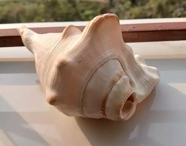 Laxmi Shankha - Sacred Sea Shell